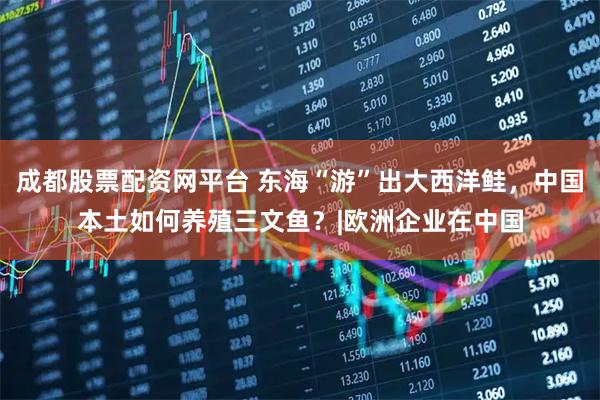 成都股票配资网平台 东海“游”出大西洋鲑，中国本土如何养殖三文鱼？|欧洲企业在中国